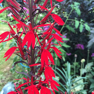 Black Truffle Cardinal Flower - Nature Hills Nursery - #1 Container - 
