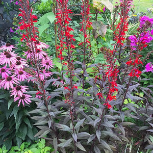 Black Truffle Cardinal Flower (Lobelia cardinalis 'Black Truffle'), a perennial featuring red flowers and perennial.