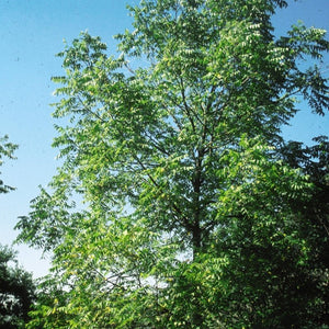 Close-up of yellow, green juglans flowers on Black Walnut Tree blooming in late spring.