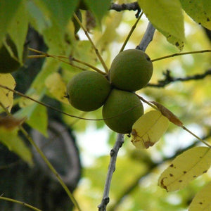 Deciduous foliage of Black Walnut Tree (Juglans nigra) in a garden setting.