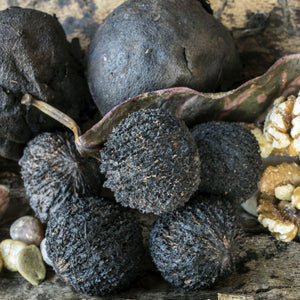 Black Walnut Tree (Juglans nigra) growing in a garden landscape, showing mature tree form.