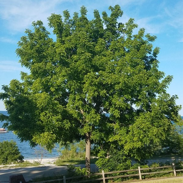 Black Walnut Tree (Juglans nigra), a tree featuring yellow, green flowers and deciduous.