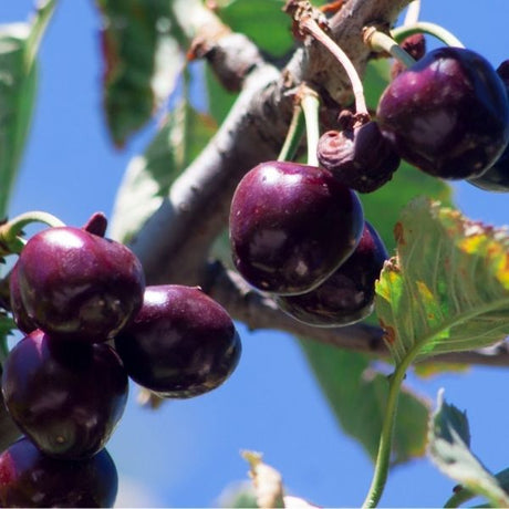 Black York&reg; Cherry Tree - Nature Hills Nursery - 4 - 5 Feet Bareroot Standard Height - 