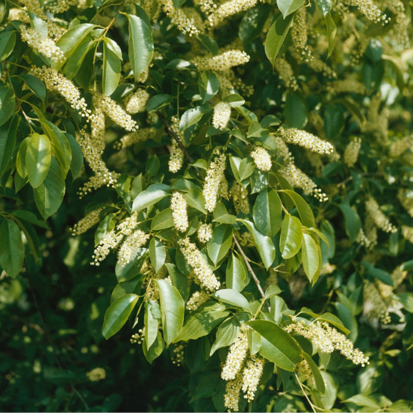 Black Cherry Tree Flowers