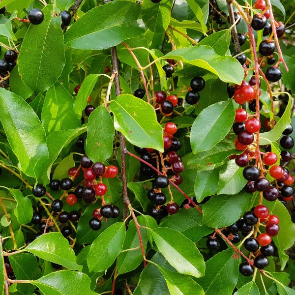 Black Cherry Tree Cherries