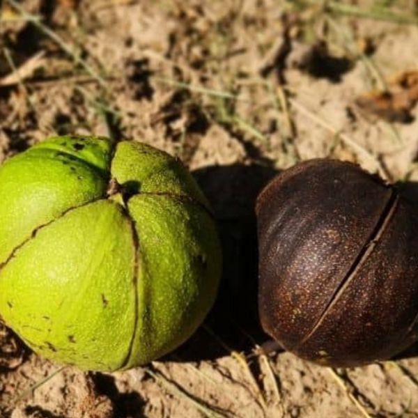 Black Hickory Tree Fruit