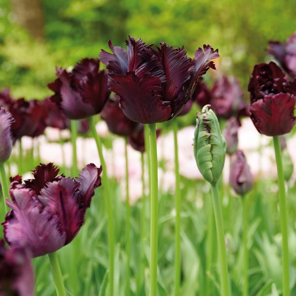 Black Parrot Tulip