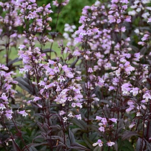 Blackbeard Penstemon - Nature Hills Nursery - Quart Container - 