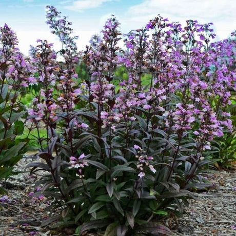 Blackbeard Penstemon - Nature Hills Nursery - Quart Container - 