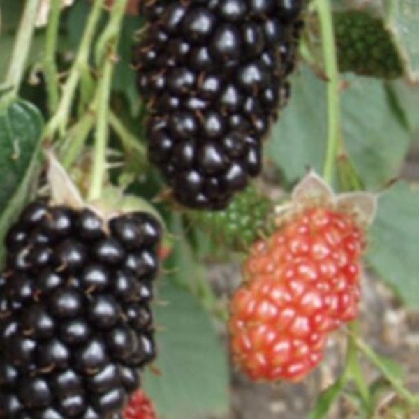 Deciduous foliage of Natchez Blackberry Bush (Rubus 'Natchez') in a garden setting.