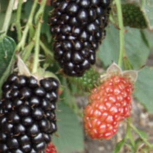 Deciduous foliage of Natchez Blackberry Bush (Rubus 'Natchez') in a garden setting.