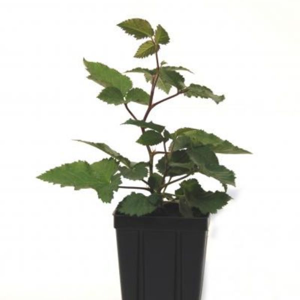 Natchez Blackberry Bush (Rubus 'Natchez') growing in a garden landscape, showing mature shrub form.