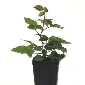 Natchez Blackberry Bush (Rubus 'Natchez') growing in a garden landscape, showing mature shrub form.