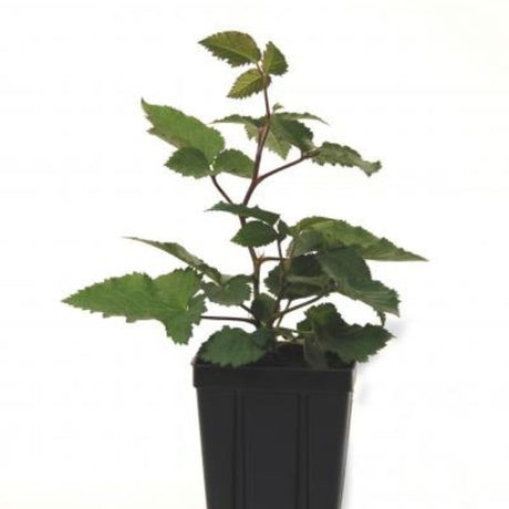 Natchez Blackberry Bush (Rubus 'Natchez') growing in a garden landscape, showing mature shrub form.