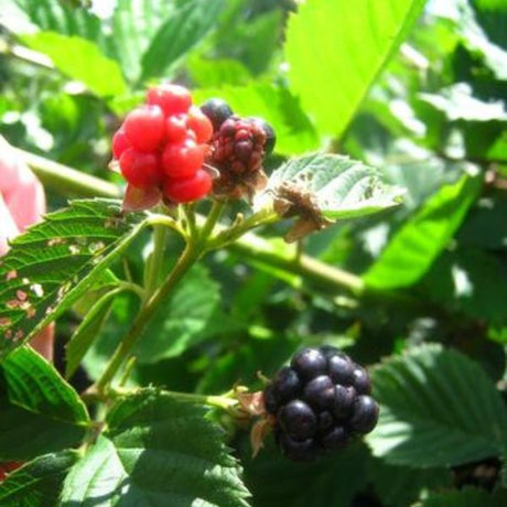 Natchez Blackberry Bush (Rubus 'Natchez'), a shrub featuring white flowers and deciduous.