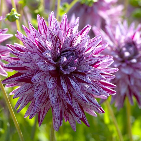 Blackberry Ripple Dahlia - Nature Hills Nursery - 5 Pack Bulbs - 