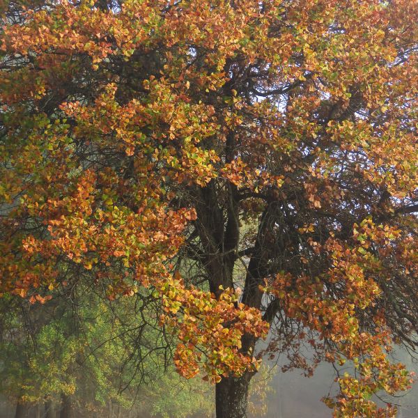 Blackjack Oak Fall Colors