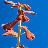 Blackjack Oak New Growth