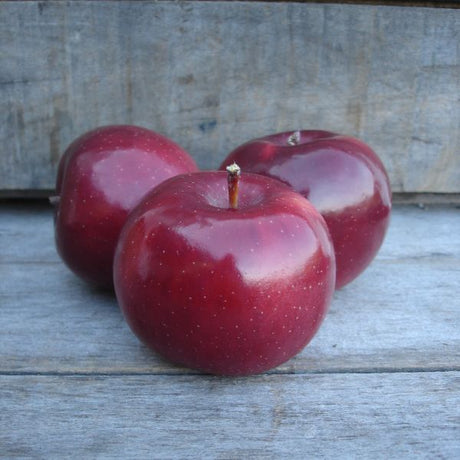 Blacktwig Apple Tree - Nature Hills Nursery - 4 - 5 Feet Bareroot Semi - Dwarf Height - 