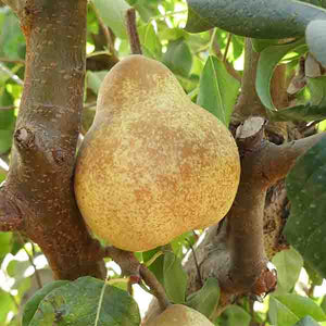 Blake's Pride European Pear Tree