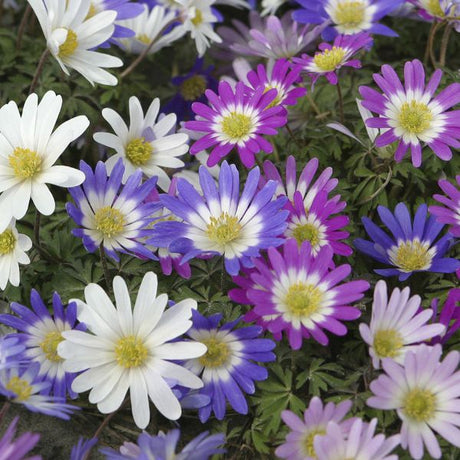 Blanda Anemone Mix - Nature Hills Nursery - 12 Pack Bulbs - 