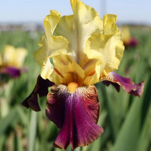 Blatant Tall Bearded Iris Blooming
