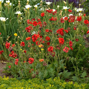 Blazing Sunset Geum - Nature Hills Nursery - #1 Container - 