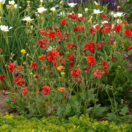 Blazing Sunset Geum - Nature Hills Nursery - #1 Container - 