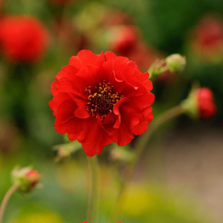 Blazing Sunset Geum - Nature Hills Nursery - #1 Container - 