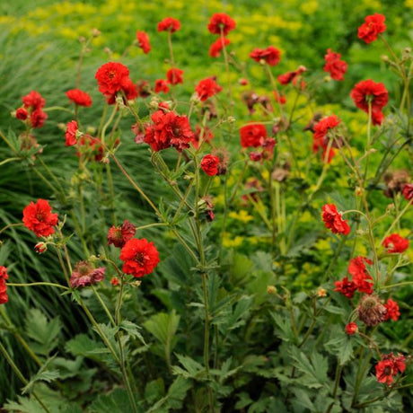 Blazing Sunset Geum - Nature Hills Nursery - #1 Container - 