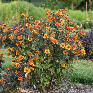 Bleeding Hearts Heliopsis - Perennial - Nature Hills Nursery - 1 Container - 