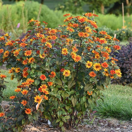 Bleeding Hearts Heliopsis - Perennial - Nature Hills Nursery - 1 Container - 
