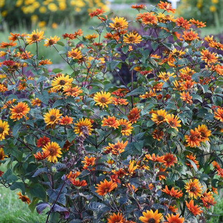 Bleeding Hearts Heliopsis - Perennial - Nature Hills Nursery - 1 Container - 