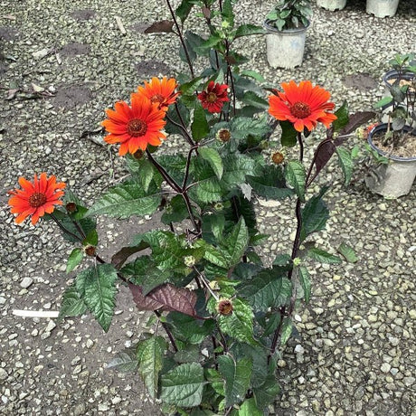 Bleeding Hearts Heliopsis - Perennial - Nature Hills Nursery - 1 Container - 