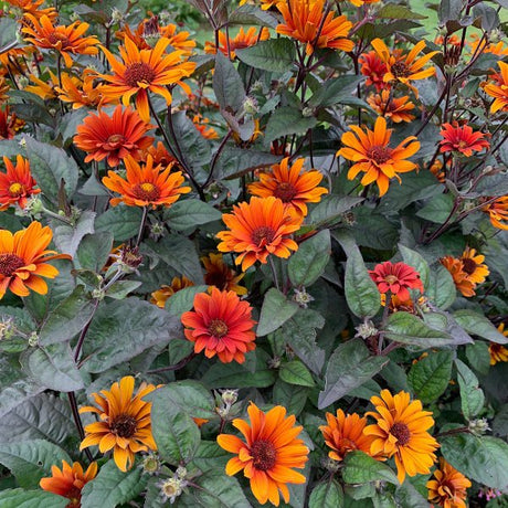 Bleeding Hearts Heliopsis - Perennial - Nature Hills Nursery - 1 Container - 