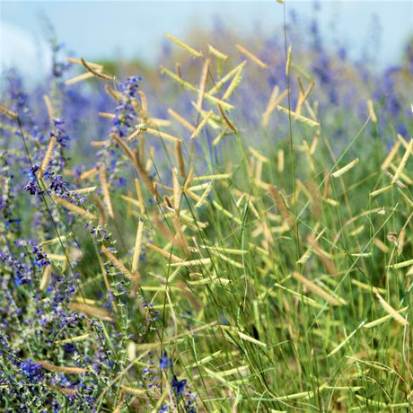 Close-up of green bouteloua flowers on Blonde Ambition Blue Grama Grass.