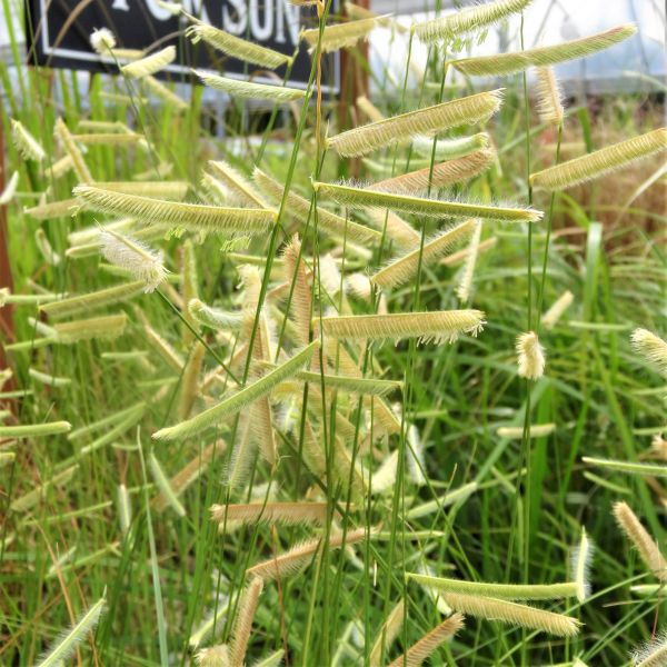 Perennial foliage of Blonde Ambition Blue Grama Grass (Bouteloua gracilis 'Blonde Ambition') in a garden setting.