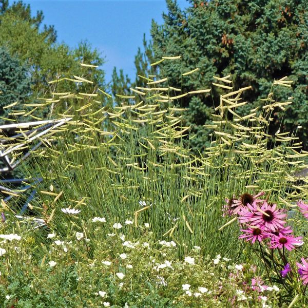Blonde Ambition Blue Grama Grass | Buy at NatureHills.com Quart Container