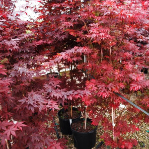 Deciduous foliage of Bloodgood Japanese Maple Tree (Acer palmatum 'Bloodgood') in a garden setting.