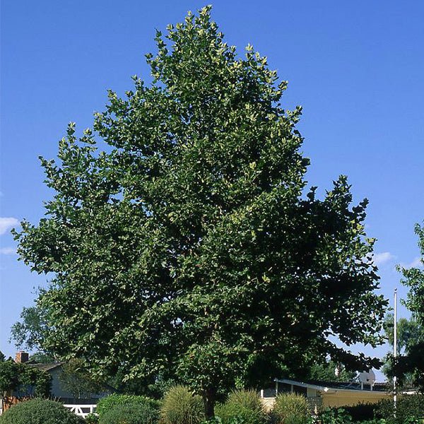 Bloodgood London Planetree - Nature Hills Nursery - #7 Container 5 - 6 Feet - 