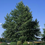 Bloodgood London Planetree - Nature Hills Nursery - #7 Container 5 - 6 Feet - 