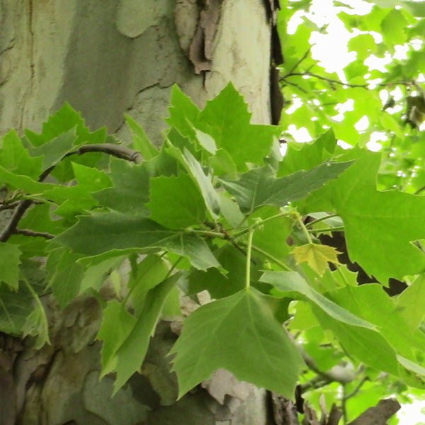Bloodgood London Planetree - Nature Hills Nursery - #7 Container 5 - 6 Feet - 