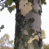 Bloodgood London Planetree - Nature Hills Nursery - #7 Container 5 - 6 Feet - 