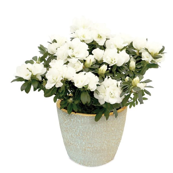 Bloom With Grace White Florist Azalea - Nature Hills Nursery - 6 Inch Container - 