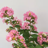 Bloomables Bellini Guava Crape Myrtle - Nature Hills Nursery - 2 Quart Container - 