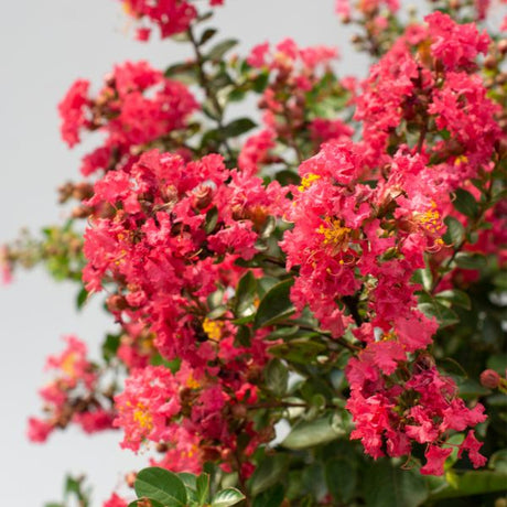 Bloomables Bellini Raspberry Crape Myrtle - Nature Hills Nursery - 2 Quart Container - 