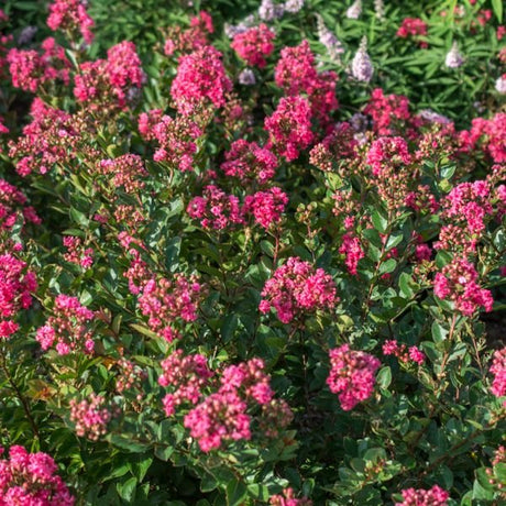 Bloomables Bellini Raspberry Crape Myrtle - Nature Hills Nursery - 2 Quart Container - 