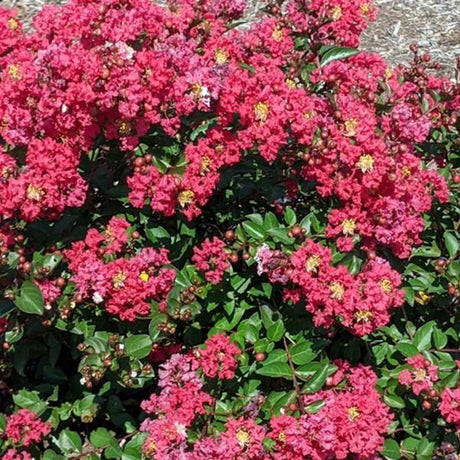 Bloomables Bellini Strawberry Crape Myrtle - Nature Hills Nursery - 2 Quart Container - 