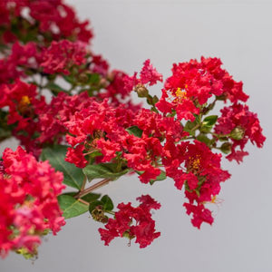 Bloomables Bellini Strawberry Crape Myrtle - Nature Hills Nursery - 2 Quart Container - 