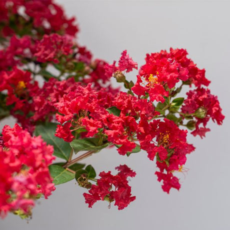 Bloomables Bellini Strawberry Crape Myrtle - Nature Hills Nursery - 2 Quart Container - 